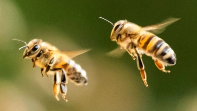Zahlreiche Bienen belagerten in Kulmbach Müllsäcke, um an den Honig darin zu gelangen. (Symbolbild) (Foto: Silas Stein/dpa)