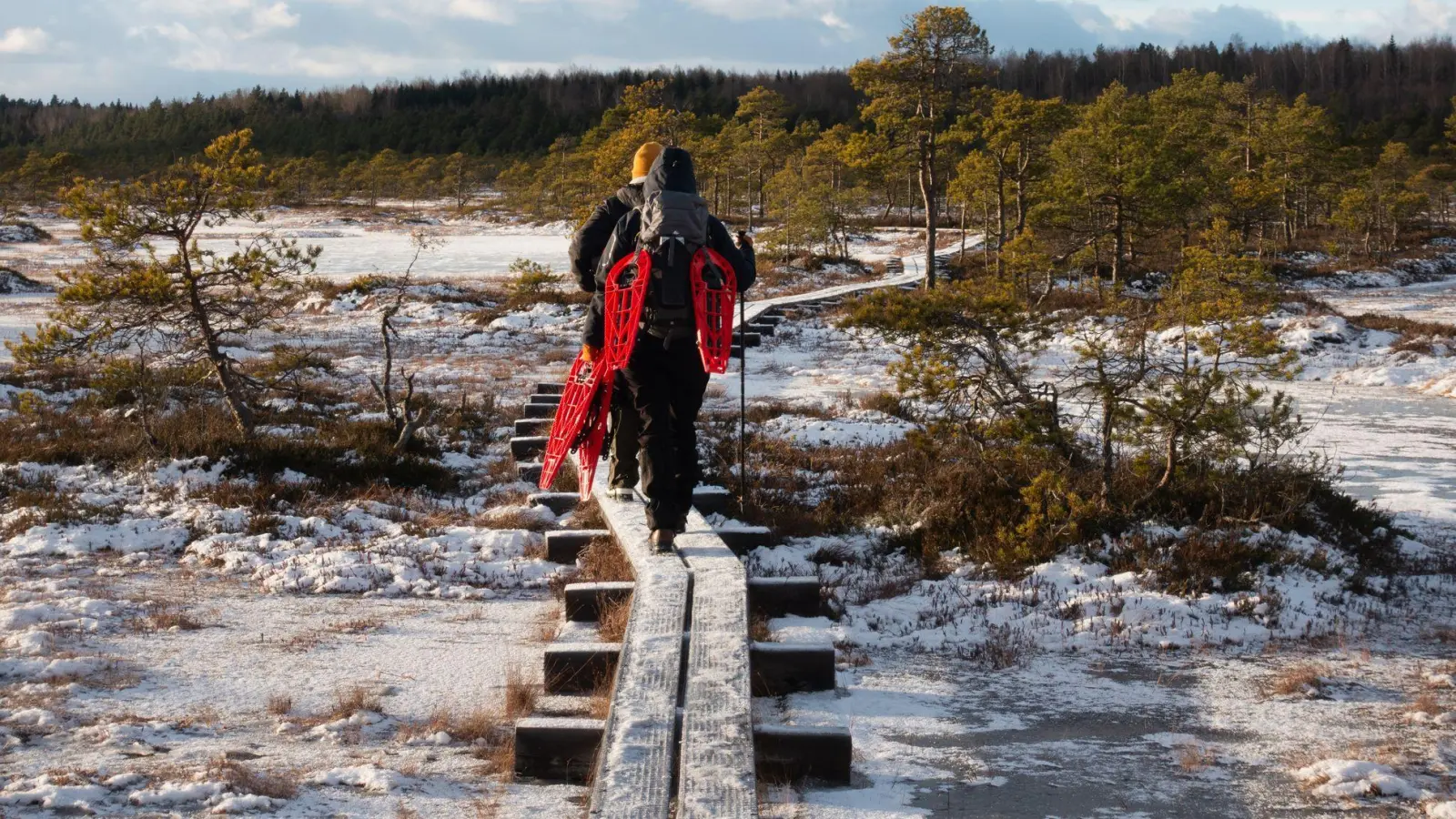 Die Holzplanken führen sicher durchs Moor Kakerdaja - die Schneeschuhe sind geschultert. (Foto: Andreas Drouve/dpa-tmn)