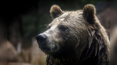 In British Columbia in Kanada gab es Verletzte beim Angriff eines Grizzlybärs auf eine Schulklasse. (Symbolbild) (Foto: Brontë Wittpenn/San Francisco Chronicle via AP/dpa)
