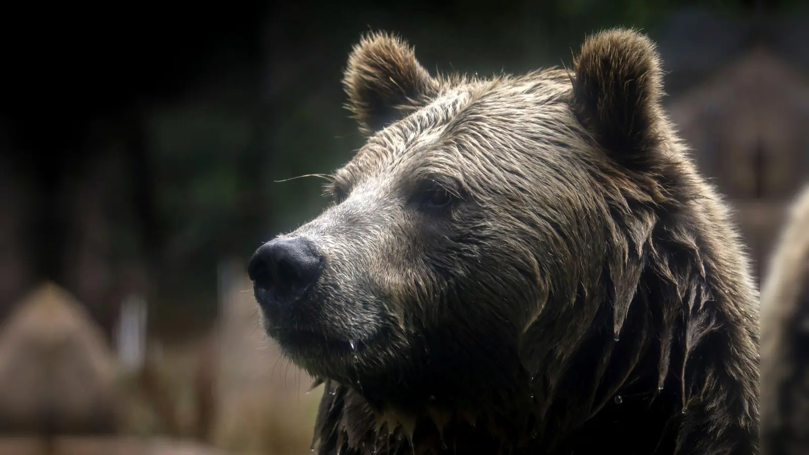 In British Columbia in Kanada gab es Verletzte beim Angriff eines Grizzlybärs auf eine Schulklasse. (Symbolbild) (Foto: Brontë Wittpenn/San Francisco Chronicle via AP/dpa)