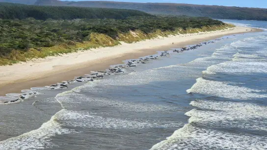 Zwei Jahre nach einer dramatischen Massenstrandung von Grindwalen in Tasmanien sind in der gleichen Bucht erneut zahlreiche Meeressäuger an Land gespült worden. (Foto: Uncredited/Department of Natural Resources and Environment Tasmani/AP/dpa)