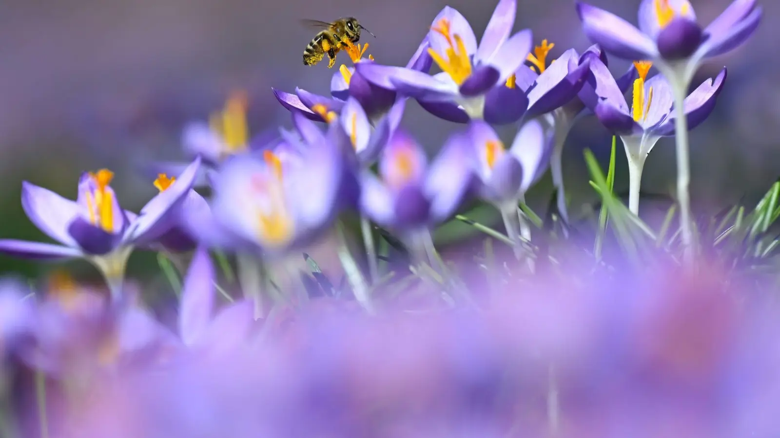 Die Temperaturen in Bayern steigen weiter an. (Foto: Sven Hoppe/dpa)