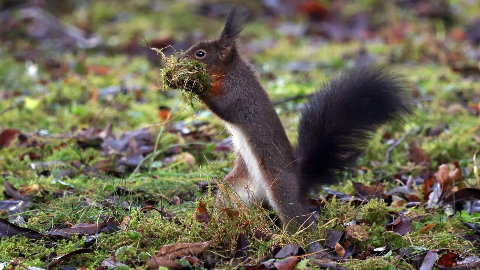Die Feuerwehr ist in München zur Rettung eines Eichhörnchens ausgerückt. (Symbolbild) (Foto: Karl-Josef Hildenbrand/dpa)