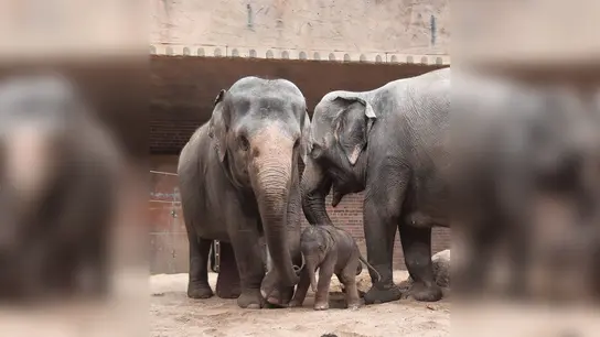 Erste Schritte im Kreise der Familie: der noch namenlose Elefantenjungbulle mit seiner Mutter Pantha und Großmutter Kewa. (Foto: Zoo Leipzig/dpa)