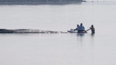 Der private Rettungsversuch für den gestrandeten Wal vor Poel beginnt mit einer Annäherung von Helfern. (Foto: Philip Dulian/dpa)
