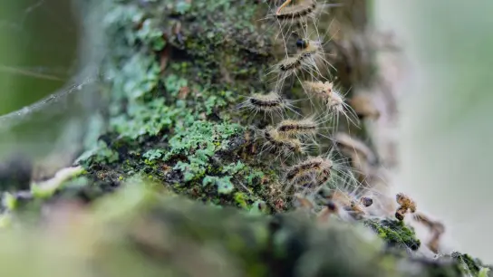 Raupen des Eichenprozessionsspinners in ihrem Nest auf einem Baum. (Foto: Lisa Ducret/dpa/Symbolbild)