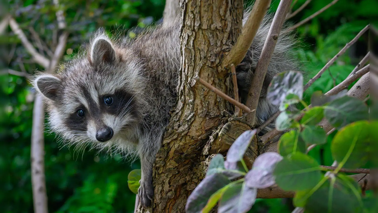 Mehr als 9.500 Waschbären wurden in Bayern im vergangenen Jagdjahr geschossen. (Symbolbild) (Foto: Patrick Pleul/dpa)