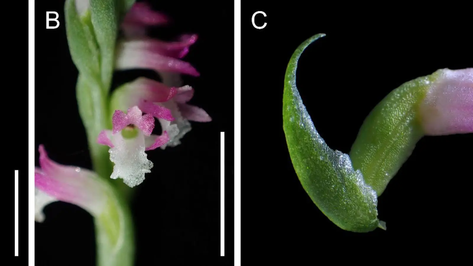 Wissenschaftler zeigen sich begeistert von „Spiranthes hachijoensis“: Mit ihren rosafarbenen Blütenblättern gleiche die neue Orchideen-Art künstlerischen „Glasarbeiten“. (Foto: Masayuki Ishibashi/Kenji Suetsugu/dpa)