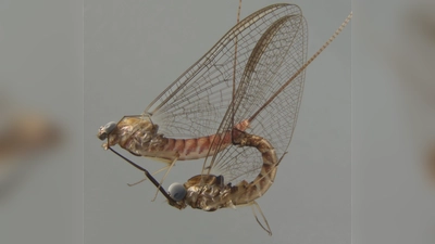 Akrobotisch unterwegs: die Eintagsfliege beim Paarungsritual. (Foto: -/Naturkundemuseum Stuttgart/dpa)