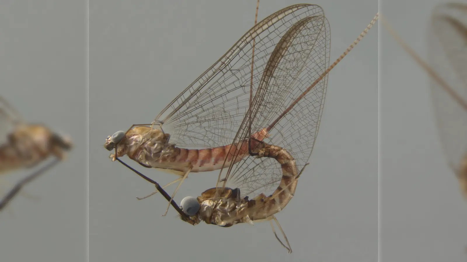Akrobotisch unterwegs: die Eintagsfliege beim Paarungsritual. (Foto: -/Naturkundemuseum Stuttgart/dpa)