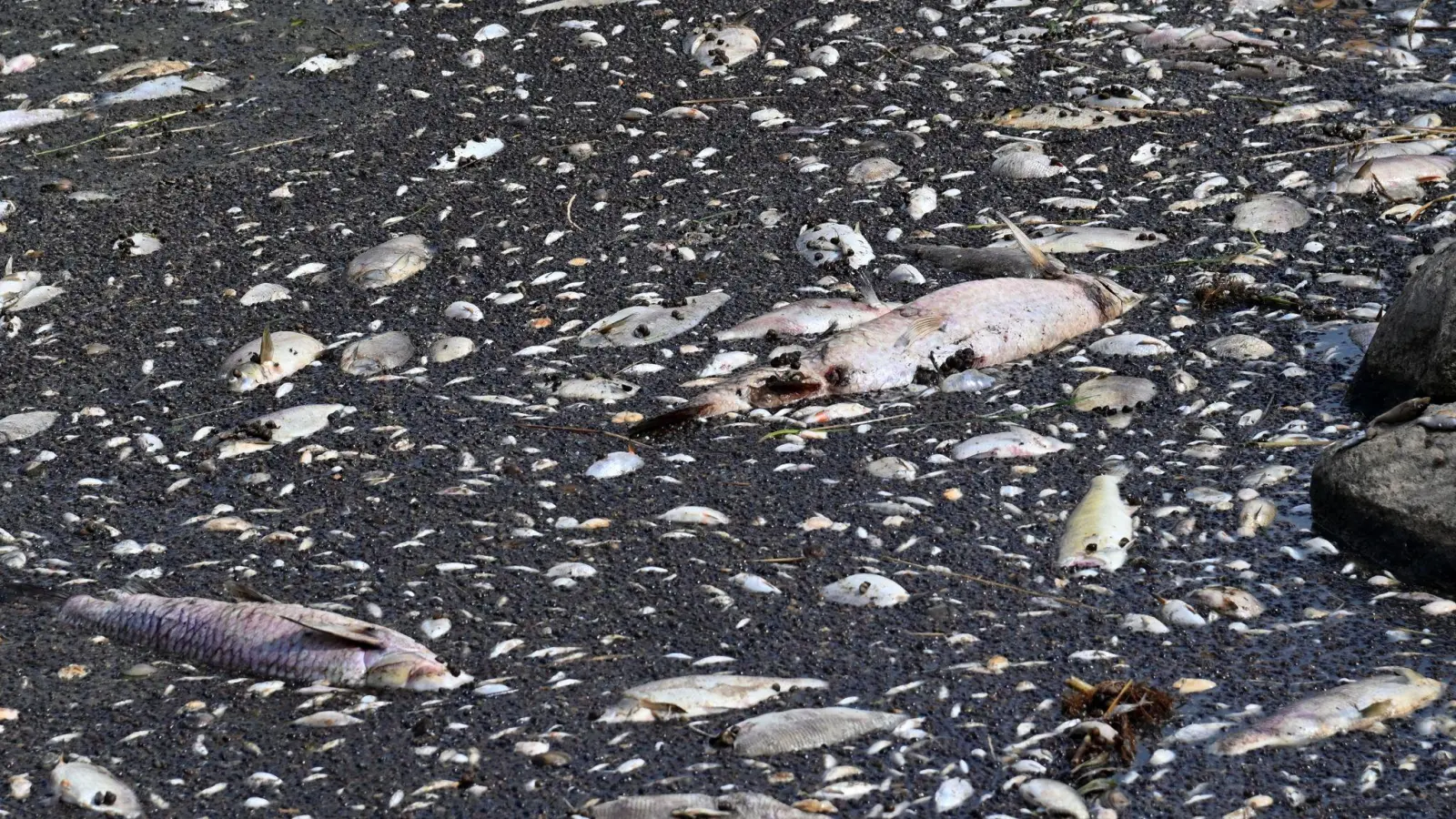 Tote Fische in der Oder. (Foto: Marcin Bielecki/PAP/dpa)