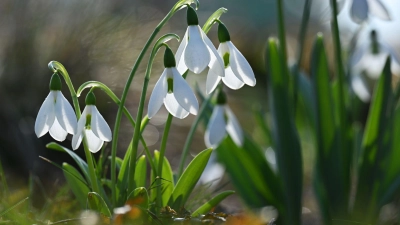 Winterruhe im Garten: Schneeglöckchen und Christrosen setzen erste Farbtupfer, während die Natur noch ruht. (Foto: Martin Schutt/dpa)