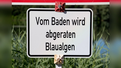 Die bayerischen Gesundheitsämter warnen an mehrere Badeseen vor Blaualgen. (Symbolbild) (Foto: Julian Stratenschulte/dpa)
