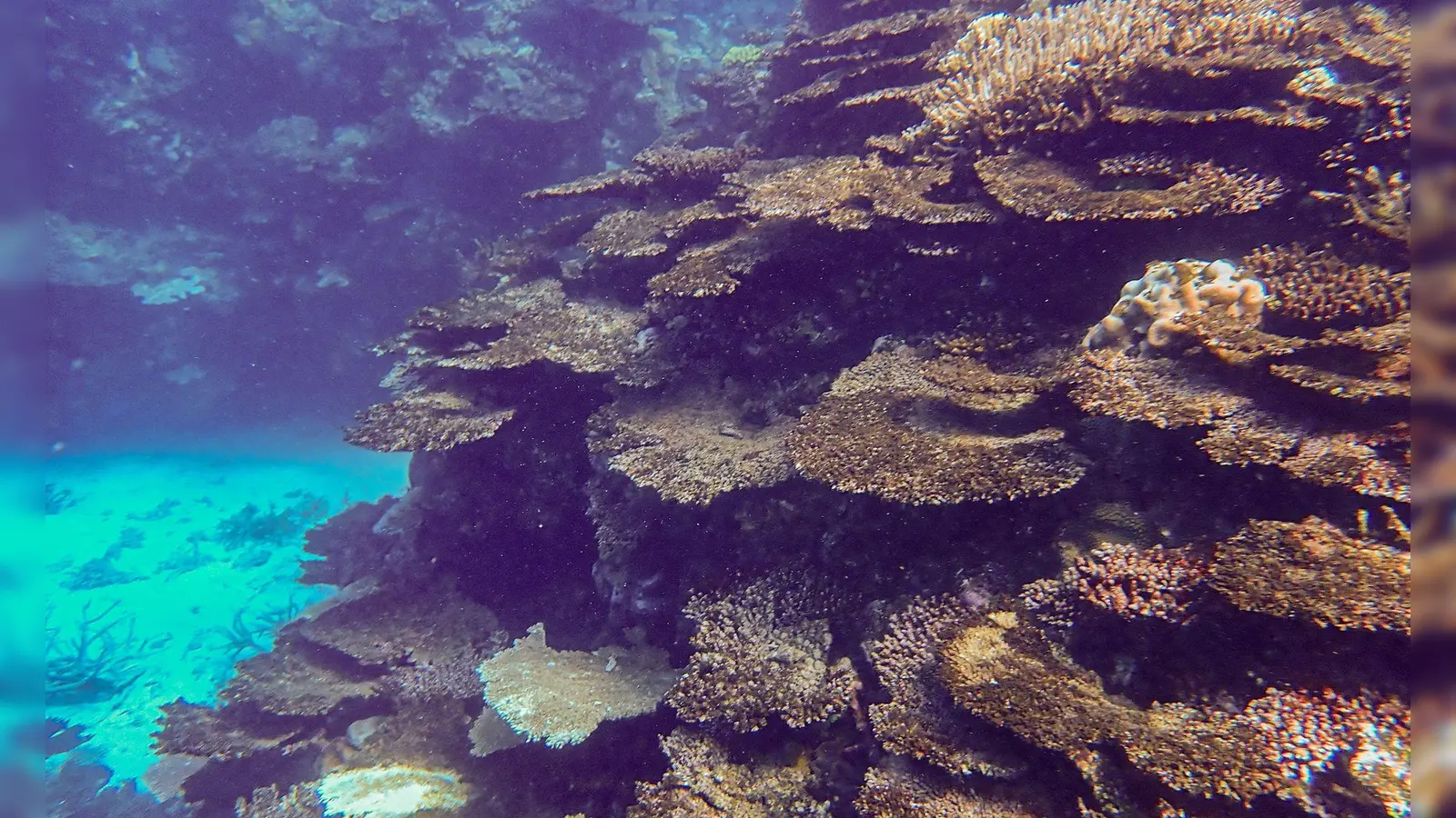 Immer neue Korallenbleichen setzen dem Naturwunder schwer zu. (Foto: -/LTMP/dpa)