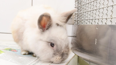 Scherz oder Diebstahl? In Schopfloch wurde ein weißes Kaninchen mit blauen Augen im Stall eines Züchters gegen ein ähnliches Exemplar getauscht. (Symbolbild: Jim Albright)