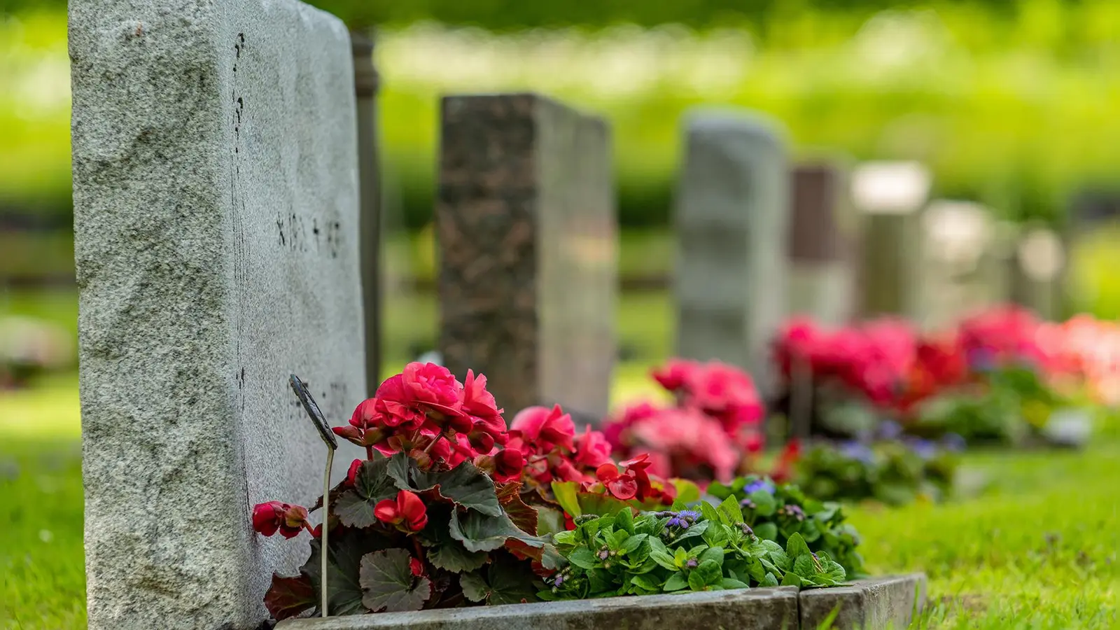 Die Gartenarbeit am Grab hilft den Angehörigen, den Verlust zu verarbeiten und unterstützt so die Trauerbewältigung. (Foto: Bundesverband Deutscher Bestatter e.V. / iStock)