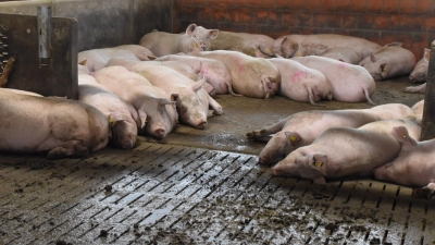 Unabhängig wie groß ein Stall ist: Kein Schwein will allein sein. Auch in großen Buchten legen sich die Tiere zusammen, weil sie Hautkontakt haben möchten. (Foto: Fritz Arnold)