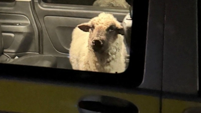 Die Polizei sperrt das entlaufene Schaf in den Streifenwagen. (Foto: Polizeipräsidium Konstanz/dpa)