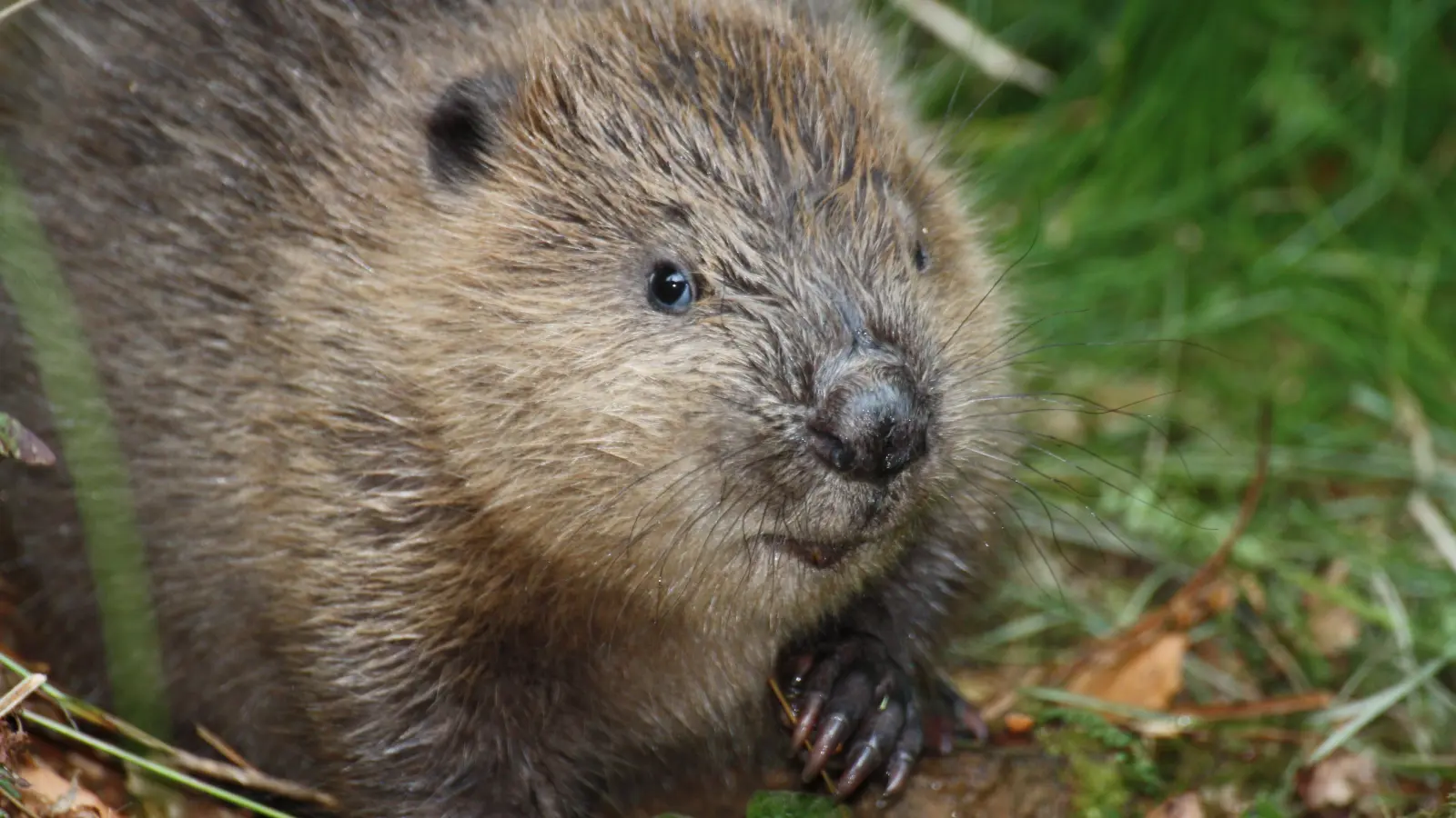 Biber sind putzige Kerlchen, doch nicht überall, wo sie auftauchen, sind sie willkommen. In solchen Fällen haben bislang die Biberberater vermittelt. Doch die Finanzierung für diese Tätigkeit durch den Freistaat Bayern steht auf der Kippe. (Foto: Berit Arendt)