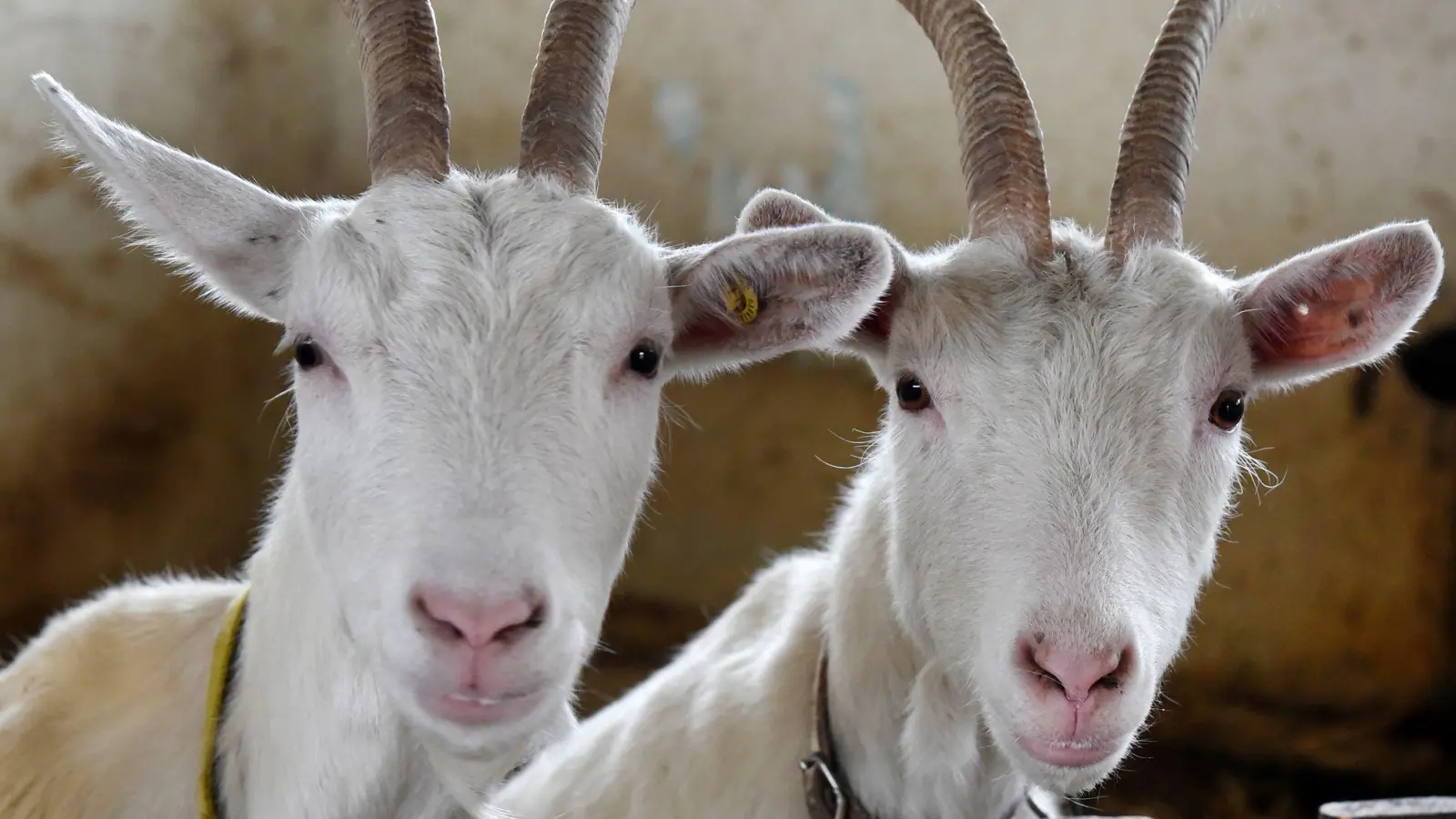Eine Seuche wird bislang ausgeschlossen. (Archivbild)  (Foto: Waltraud Grubitzsch/dpa)