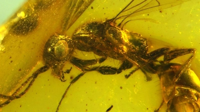 Insektenforscher haben eine bislang unbekannte Wespenart in einem 100 Millionen Jahre altem Bernstein entdeckt. (Foto: Brazidec et al. 2024 Insects, 15/Übersee-Museum/dpa)