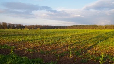 Auf dieser bisher landwirtschaftlich genutzten Fläche am Bergfeld bei Colmberg soll eine Freiflächen-Photovoltaikanlage entstehen. (Foto: Theo Clausen)