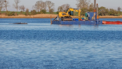 Eine private Initiative versucht seit Tagen, den Wal wegzubringen. (Foto: Jens Büttner/dpa)