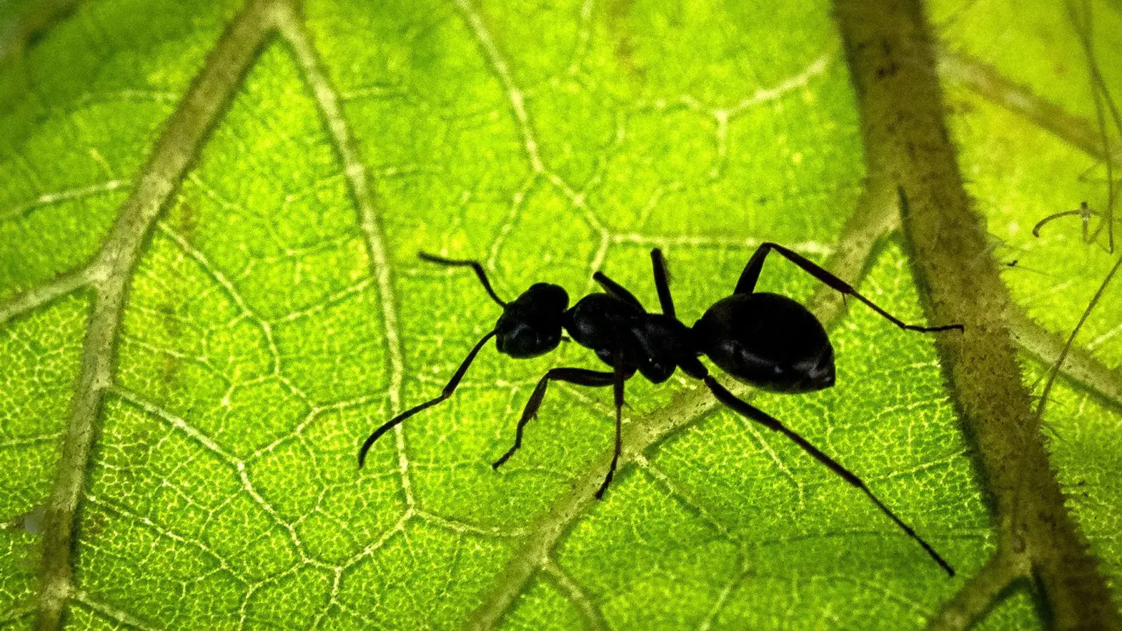 Eine Ameise sitzt auf der Unterseite eines Blattes. (Foto: Sina Schuldt/dpa/Symbolbild)