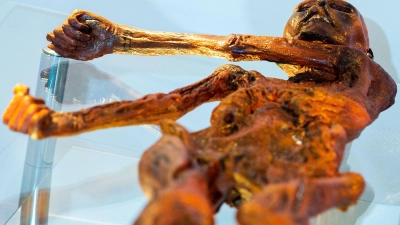 Ein Replikat des 1991 in den Ötztaler Alpen entdeckten Steinzeitmenschen „Ötzi“ im Museum für Naturkunde in Magdeburg. (Foto: Klaus-Dietmar Gabbert/dpa-Zentralbild/dpa)