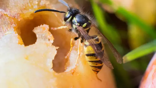 Zum Wespen lieben Fruchtsaft und brauchen ihn für das Stillen ihres Energiebedarfs. (Foto: Julian Stratenschulte/dpa/dpa-tmn)