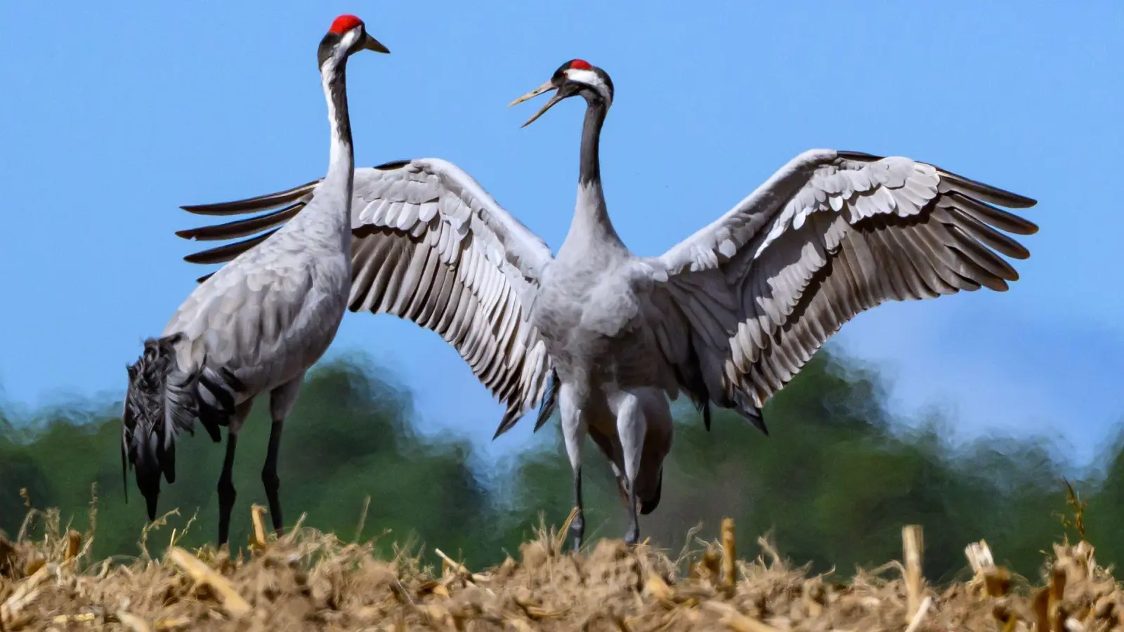 Mögen sie gesund bleiben: Derzeit breitet sich in unter Kranichen die Vogelgrippe aus. Wer tote Vögel findet, sollte sie nicht anfassen. (Foto: Patrick Pleul/dpa/dpa-tmn)