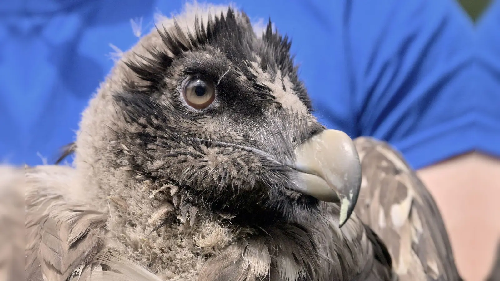 Bavaria ist seit Monaten spurlos verschwunden (Archivbild). (Foto: Peter Kneffel/dpa)
