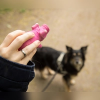 Nicht nur Spaß im Blick haben: Hundehalter sollten auch darauf achten, dass das Spielzeug aus robusten und schadstoffgeprüften Materialien besteht. (Foto: Christin Klose/dpa-tmn)