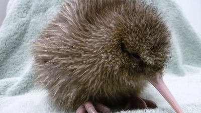 Ein fünf Tage alter Kiwi, geschlüpft in einer Aufzuchtstation an der südlichen Westküste Neuseelands. (Foto: ---/West Coast Wildlife Centre/dpa)