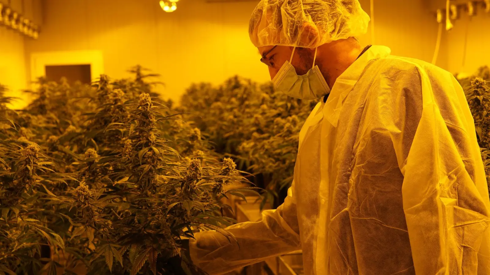 Mike Toniolo, Inhaber des Schweizer Cannabis-Unternehmens „TB Farming“ überprüft seine legalen Marihuana-Pflanzen. (Foto: David Pichler/dpa)