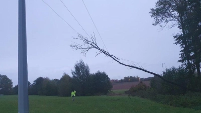 Vermutlich wegen Wurzelfäule stürzte im Süden von Ansbach ein Baum in eine Freileitung. (Foto: Stadtwerke Ansbach)