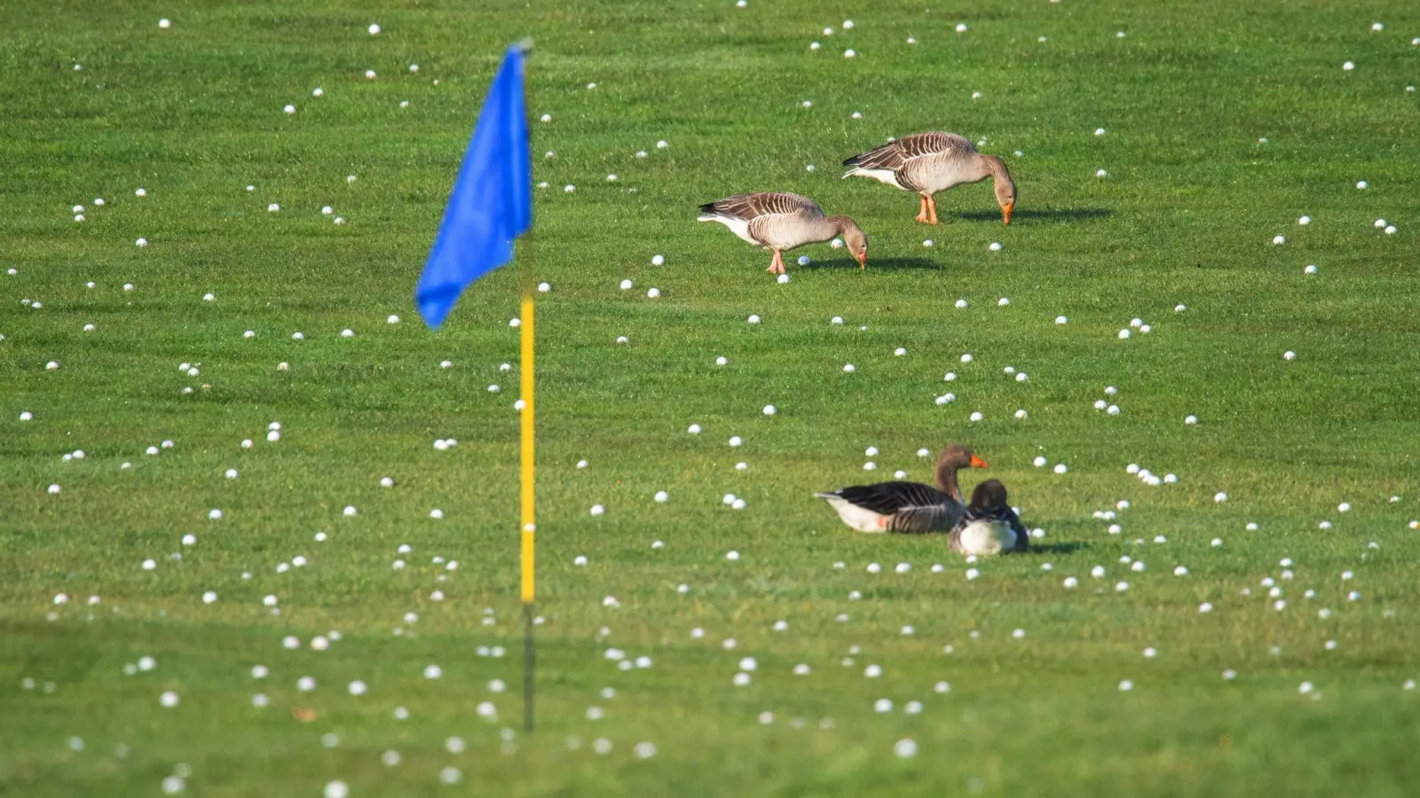 Die Graugänse fühlen sich schon mal wohl - bald sollen sich mehr Vögel und Insekten auf Golfplätzen tummeln. (Foto: Julian Stratenschulte/dpa)