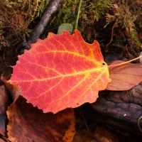 Während das „Zittern wie Espenlaub” mit negativen Gefühlen wie Angst oder Frieren verbunden ist, geht einem beim Anblick der Herbstfärbung das Herz auf.  (Foto: Sven Finnberg)