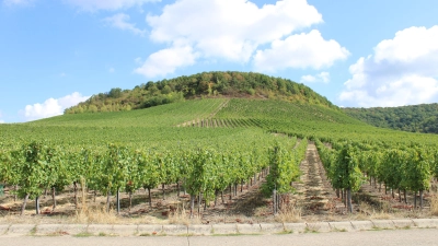 Am Bullenheimer Berg wächst nicht nur Wein. Er hat auch eine reiche Geschichte, von der man aber momentan nur wenig sieht. (Foto: Ulli Ganter)