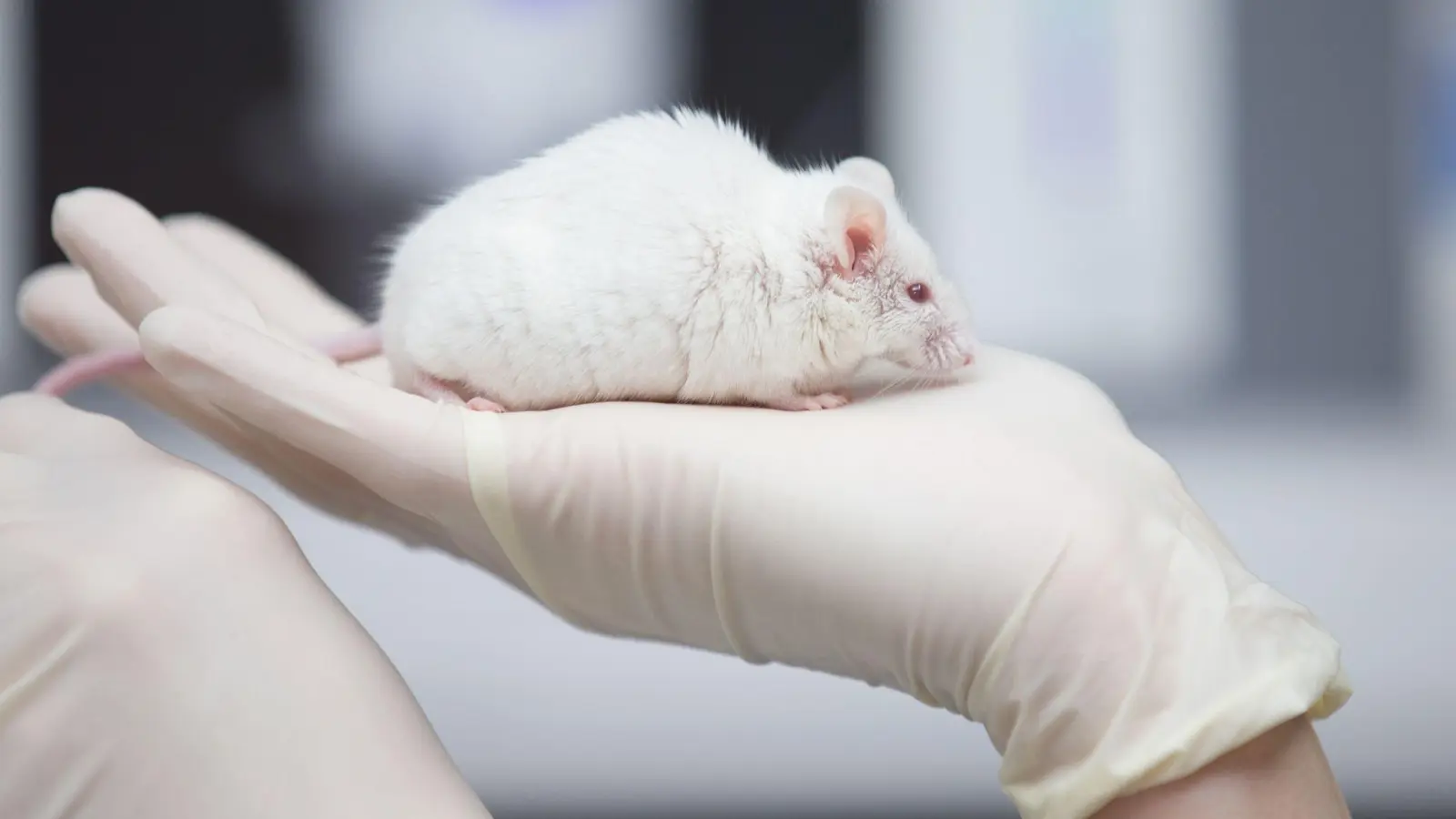 In Japan haben Forscher überlebensfähige Mäuse Ein weiße Maus im Labor: mit zwei biologischen Vätern erzeugt. (Foto: Friso Gentsch/dpa)