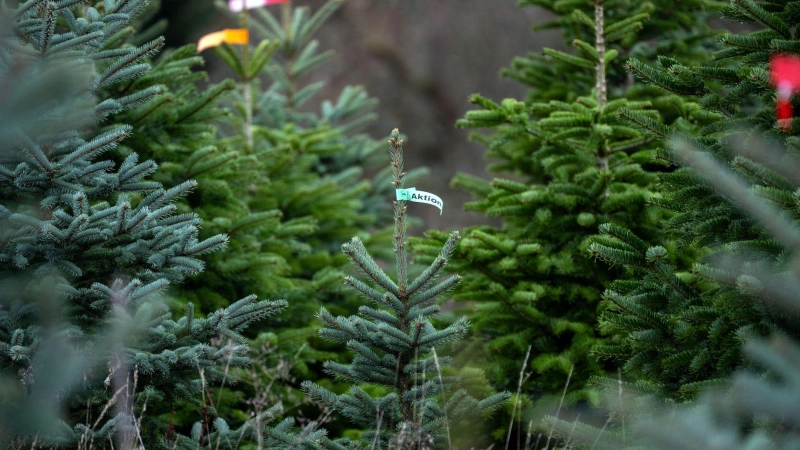 Die Christbaumsaison ist in vollem Gange. (Archivbild) (Foto: Pia Bayer/dpa)