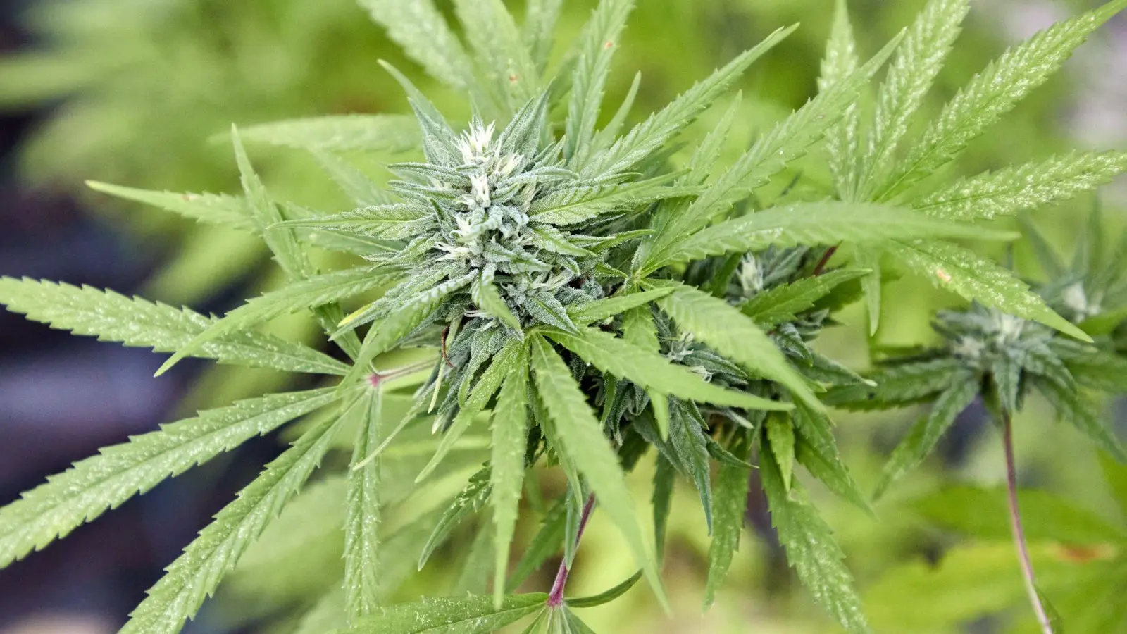 Im Raum Augsburg sind in Verkaufsautomaten auch Cannabispflanzen angeboten worden. Die Betreiberin bekam dafür nun eine Bewährungsstrafe. (Symbolbild) (Foto: Georg Wendt/dpa)