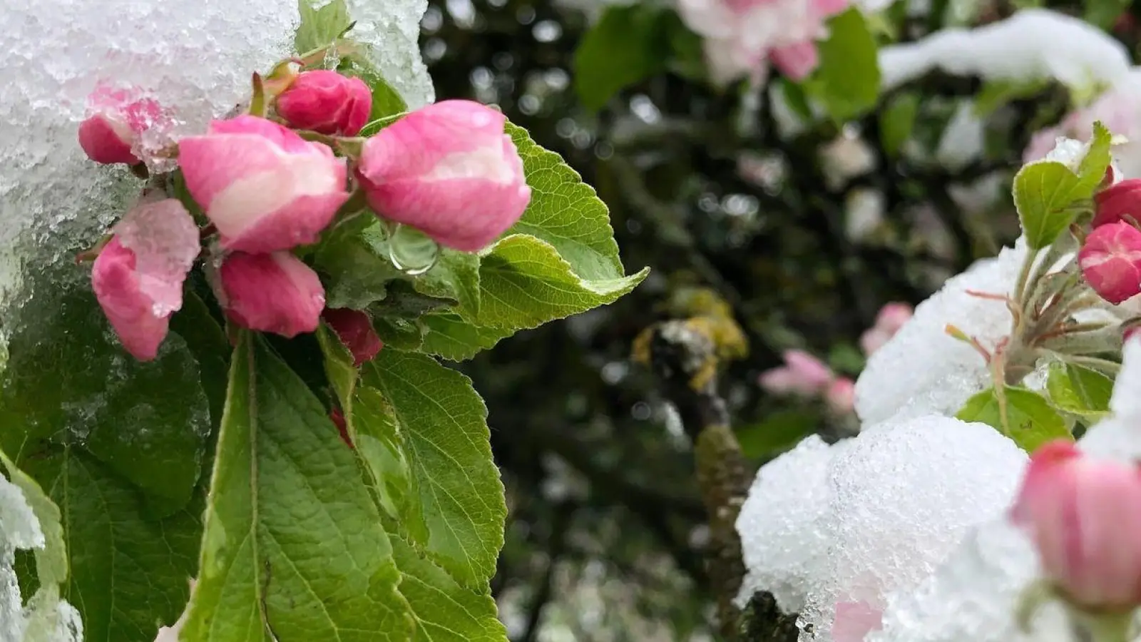Der April macht, was er will: Die Blüten eines Apfelbaums sind mit Schnee bedeckt. (Foto: David Hutzler/dpa)