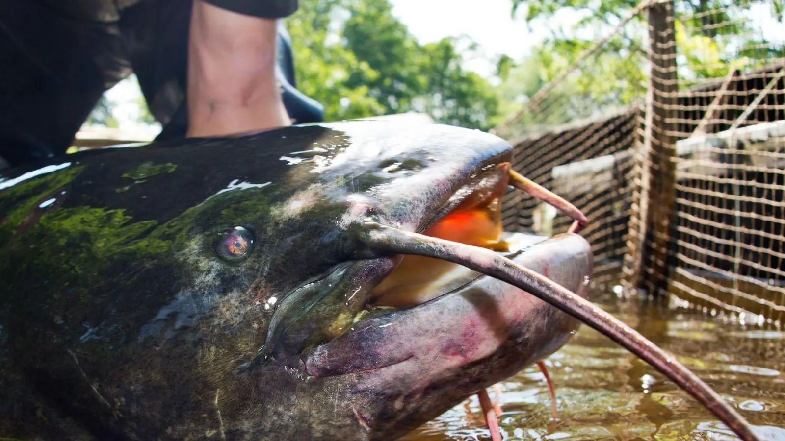 Der aggressive Wels aus dem fränkischen Brombachsee ist Geschichte - er wurde verspeist. (Symbolbild) (Foto: Patrick Pleul/dpa-Zentralbild/dpa)