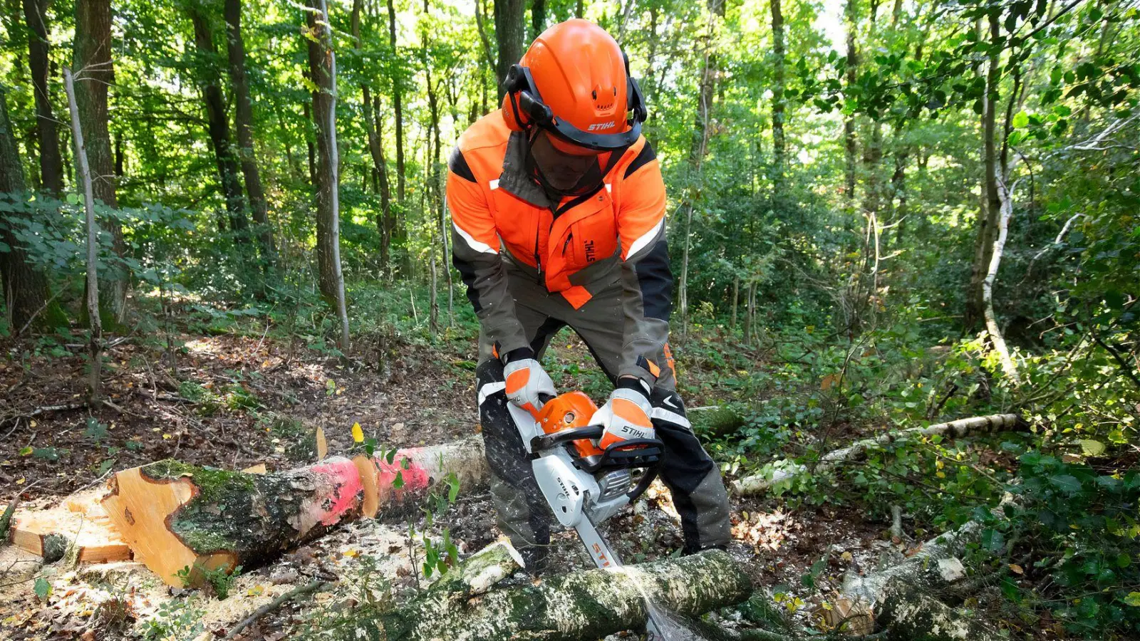 Etwa 50 junge Laubbäume wurden von Unbekannten in der Nähe des Sportplatzes in Neunstetten gefällt. (Symbolbild: Claudio Kalex/dpa)