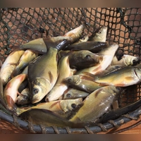 Für die Fische (im Bild Babykarpfen aus einem anderen Teich) bedeutete die Hitze in den vergangenen Tagen Stress. In Bad Windsheim starben sogar viele. (Archivbild: Harald Siller)