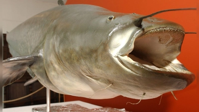 Ebenfalls von großem Kaliber und in heimischen Gewässern zu Hause: Welse. 25 Meter dürfte allerdings selbst bei sehr großzügiger Messweise noch kein Exemplar erreicht haben. (Foto: Horst Ossinger/dpa)