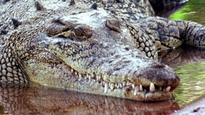 Krokodile sind keine Romantiker? Eine Studie der australischen University of the Sunshine Coast, die sich mit den Ausdrucksweisen und der „Sprache der Liebe“ der Reptilien befasst, räumt mit Vorurteilen auf. (Foto: epa/dpa)