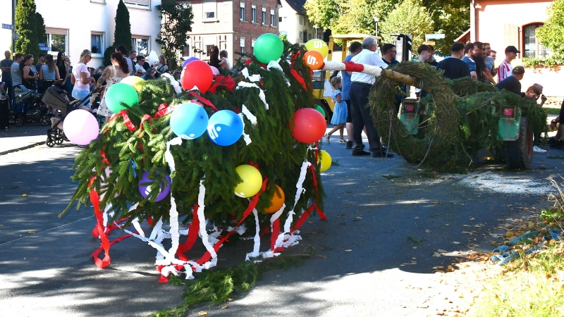 Die Kerwafichte wird am Samstag ab 15 Uhr vor dem Gemeindehaus aufgestellt.  (Foto: Gudrun Schwarz-Köhler)