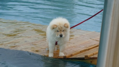 So mancher Vierbeiner zeigte sich etwas zögerlich gegenüber dem doch recht kühlen Nass. (Foto: Helmut Meixner)